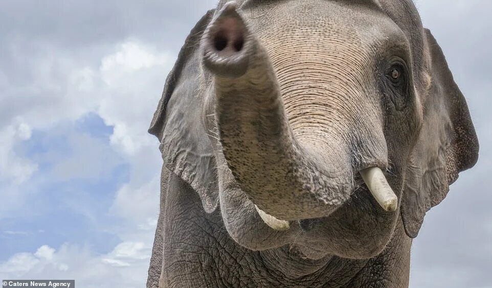 Asian Elephant Project Perth Zoo