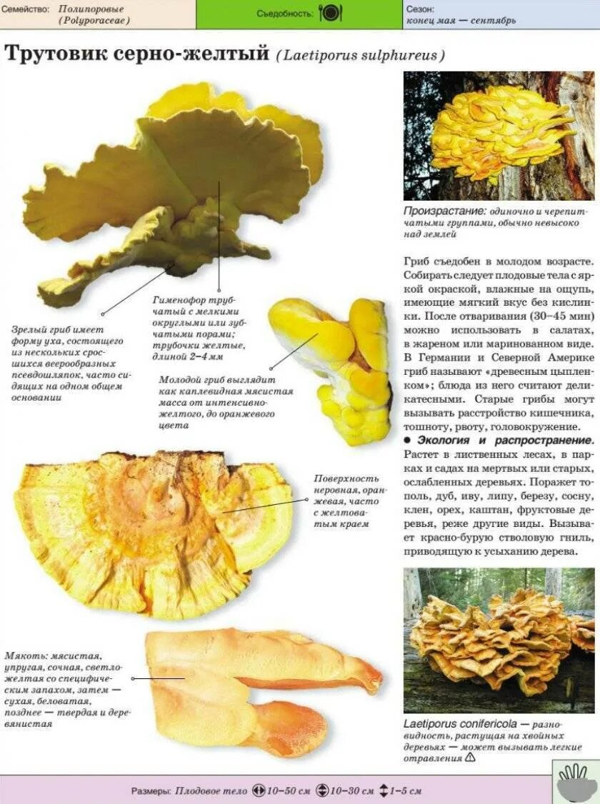 Гриб трутовик серно желтый. Гриб трутовик серно желтый съедобный. Трутовик серно-жёлтый трутовики. Трутовик серно желтый Laetiporus sulphureus. Трутовик свойства