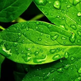 Green leaf перевод