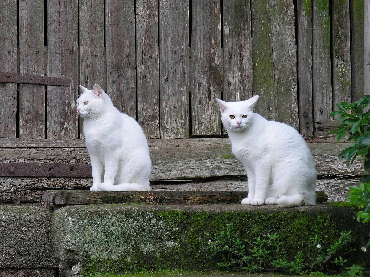 Белая кошка 7. Белый котик. Белая кошка 7. Белые коты. Ангорская кошка.