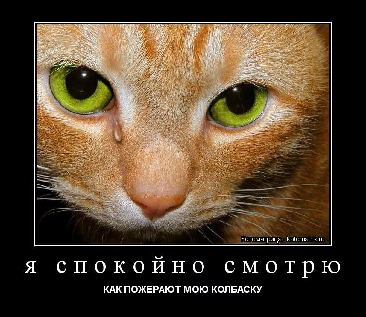 не обижайте кошек. стихи про бездомных животных. рассказ о том что чувствует кошка когда ее обижают люди. кошку обидели. что чувствует кошка когда ее обижают.