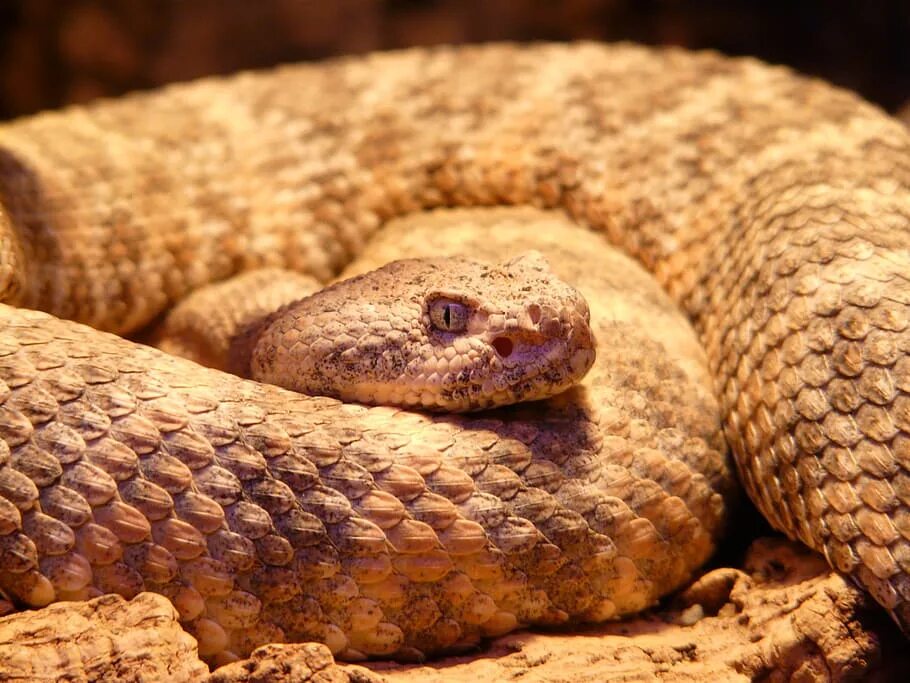 Crotalus mitchellii. Гремучник змея. Гобийская гремучая змея. Гремучая гадюка.