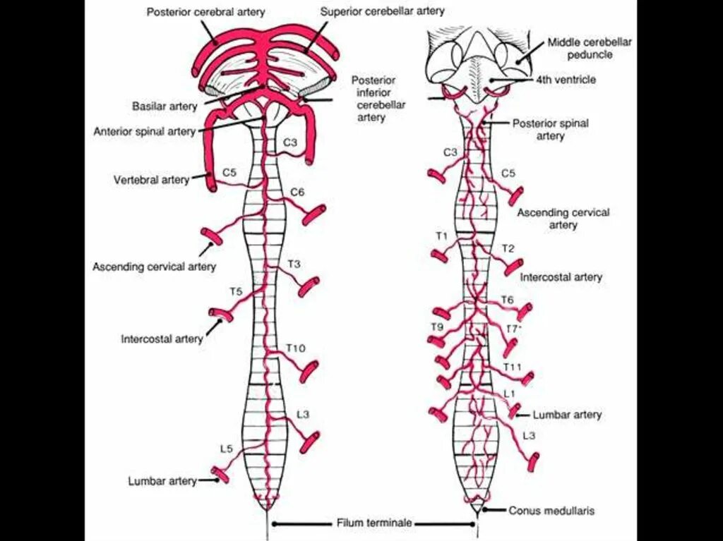 Сосуды пищевода. Сосуды спинного мозга анатомия. Кровоснабжение спинного мозга анатомия. Артерия кровоснабжающая спинной мозг. Схема кровоснабжения головного и спинного мозга.