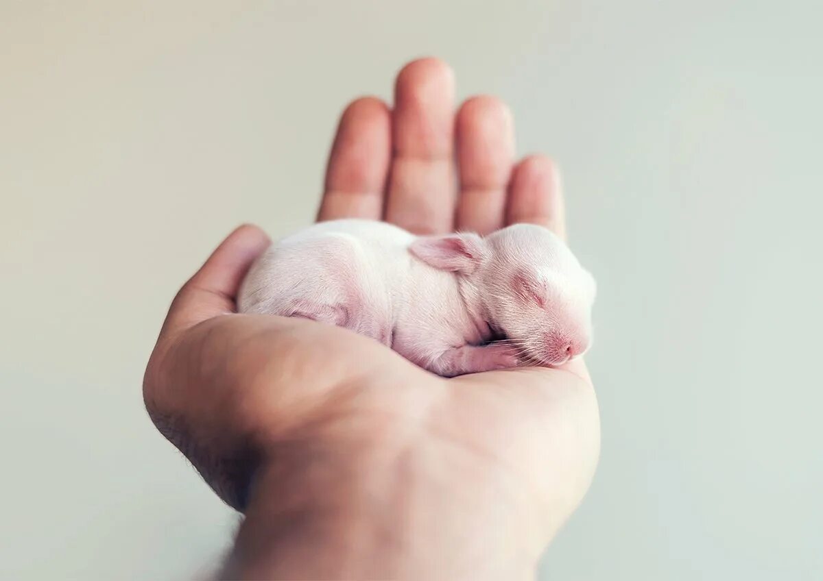 Детеныш рождается зрячим. Новорожденные крольчата. Новороженныекрольчата. Новорожденный крольчонок.