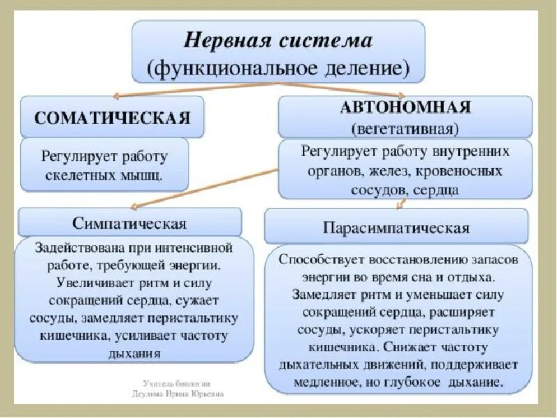 Функции соматической системы. Функции соматической нервной системы и вегетативной нервной системы. нервная система по функциям соматическая и вегетативная. нервная система соматическая и вегетативная схема. соматическая нервная система делится на.