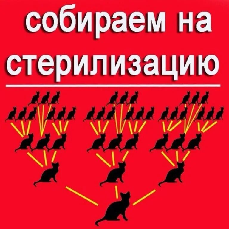 Родители отправили дочь на стерилизацию. Сбор на стерилизацию. Собираем на стерилизацию. Помогите на стерилизацию кошек. Помогите собрать на стерилизацию.