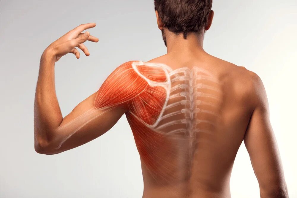Спина. Мышцы спины лопатки. Мускулы спины. Лечение невралгии спины