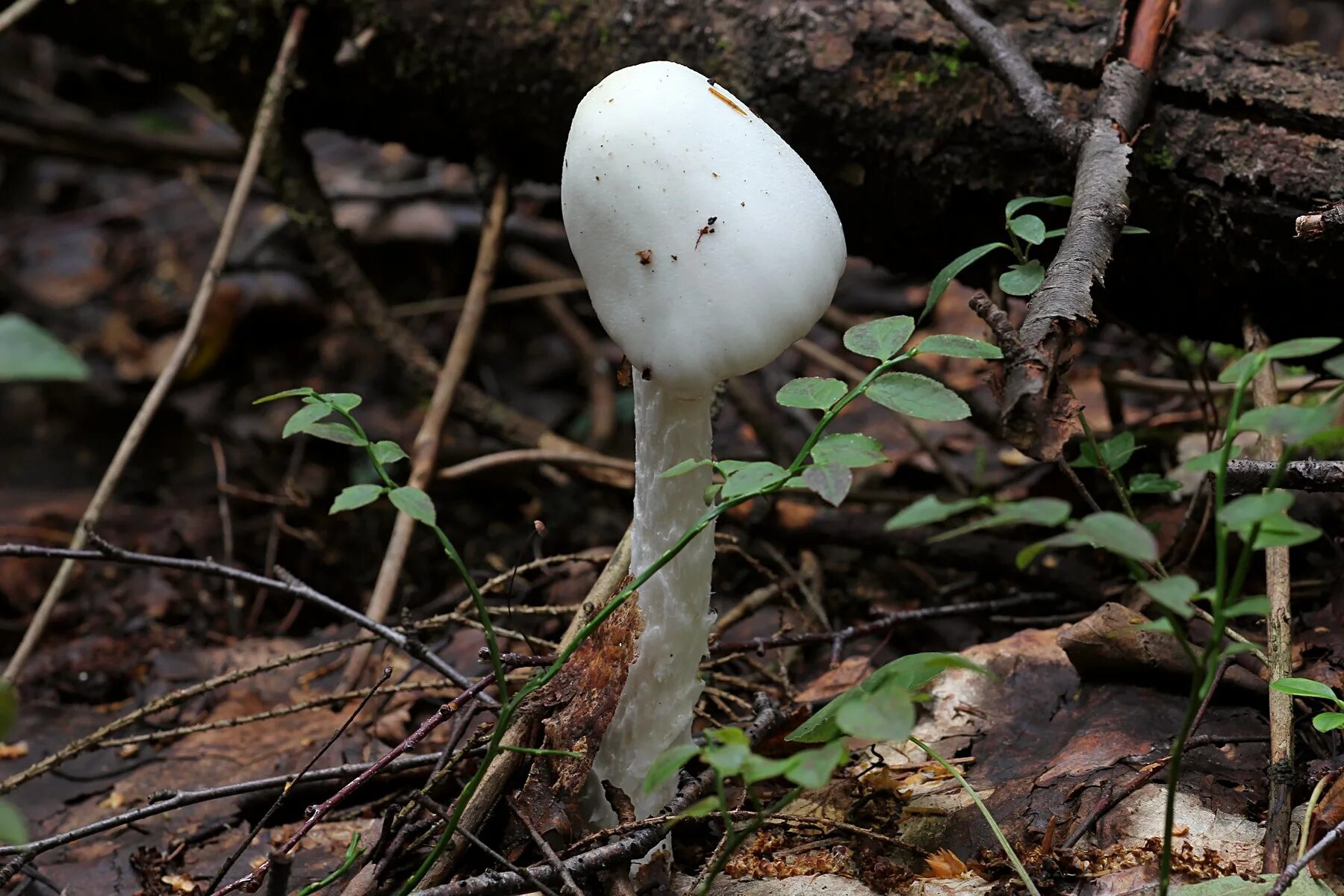 Бледная поганка гриб. Белая поганка мухомор вонючий. Белая поганка. Белая поганка гриб. Какие грибы похожи на поганки