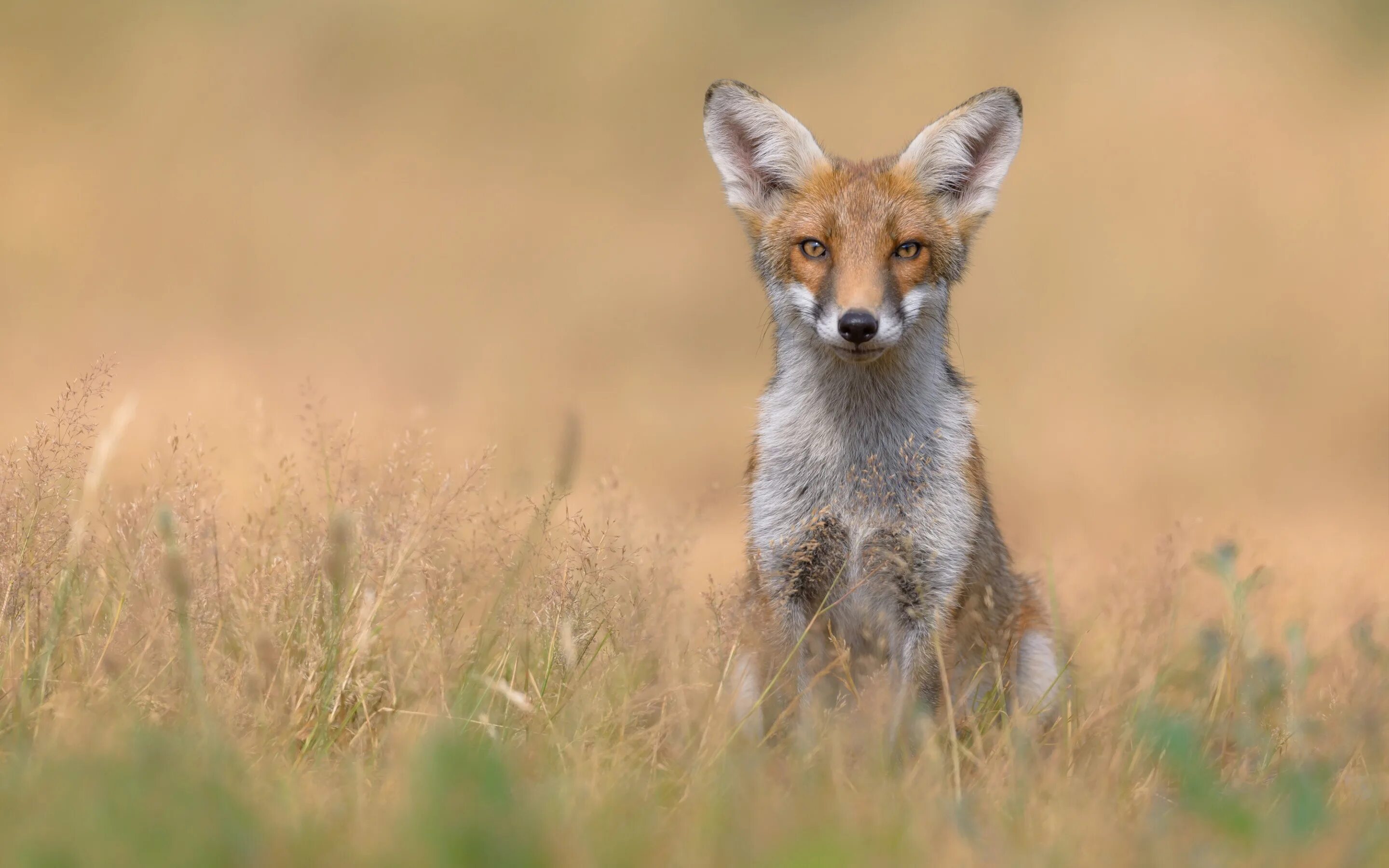 Лисы. Сухая лиса. Лиса взгляд. Лиса сухая сидит. Fox look