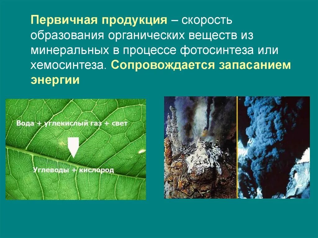 Большая биомасса первичной продукции. Первичная продукция. Первичная продукция это в биологии. Первичная продукция экосистемы. Первичный Синтез органических веществ.