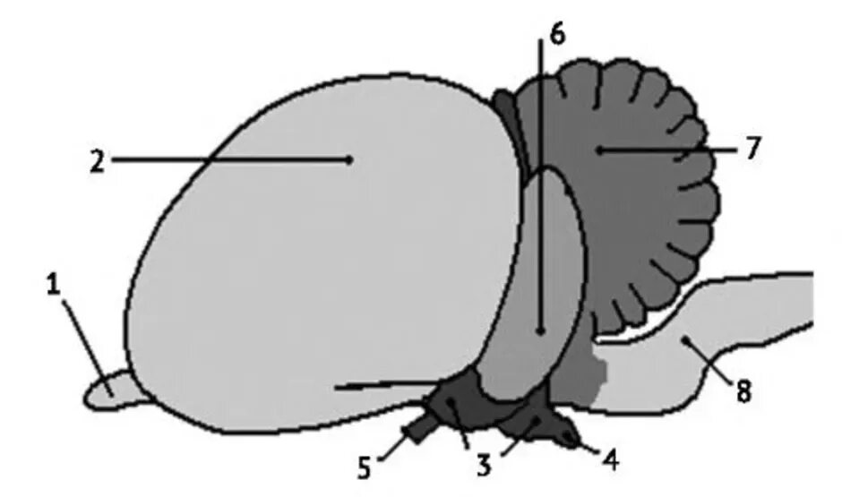 Строение головного мозга птиц. Головной мозг птицы вид сбоку. Головной мозг птиц гипофиз. Рисунок головного мозга птиц строение.