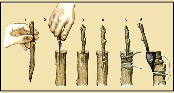 Одревесневшее черенкование. Окулировка яблони глазком. Как черенковать яблоню. Фикус каучуконосный размножение. Прививка черенков плодовых деревьев.