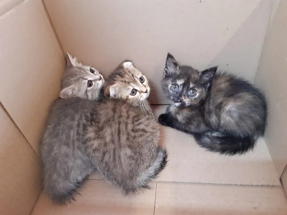 сейчас котенка