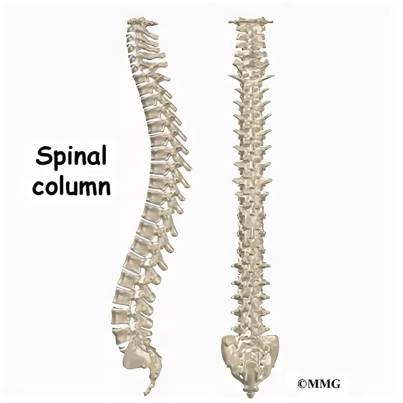 Spin columns. Spinal column real. Division of the back Spinal column. Metallic Human Spine.