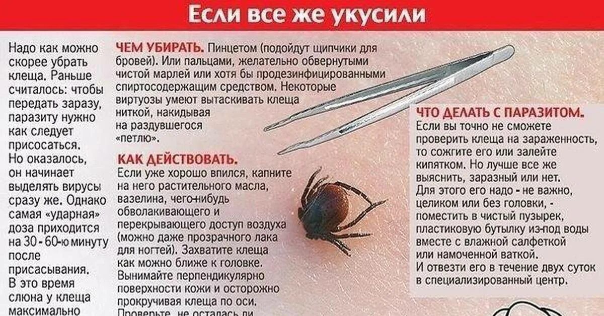 Антибиотик при укусе клеща. Места присасывания клеща схема.