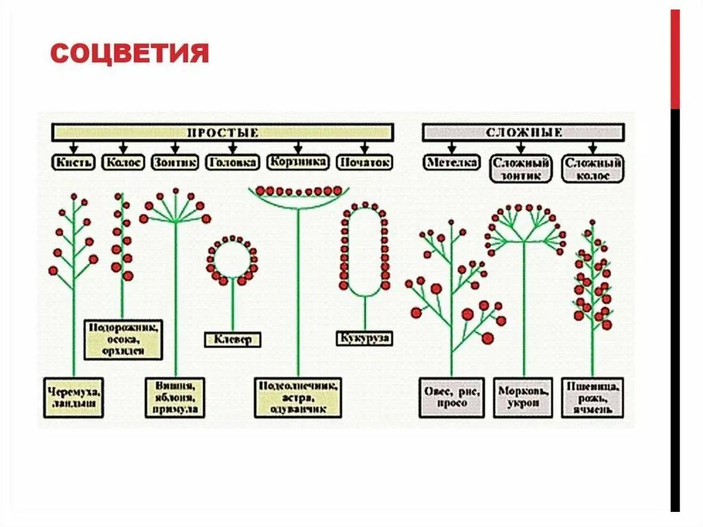 Головка простое или сложное. Схема типов соцветий 6 класс биология. Схемы соцветий 6 класс биология. Типы соцветий 6 класс биология кисть растения. Типы соцветий 6 класс биология с примерами.