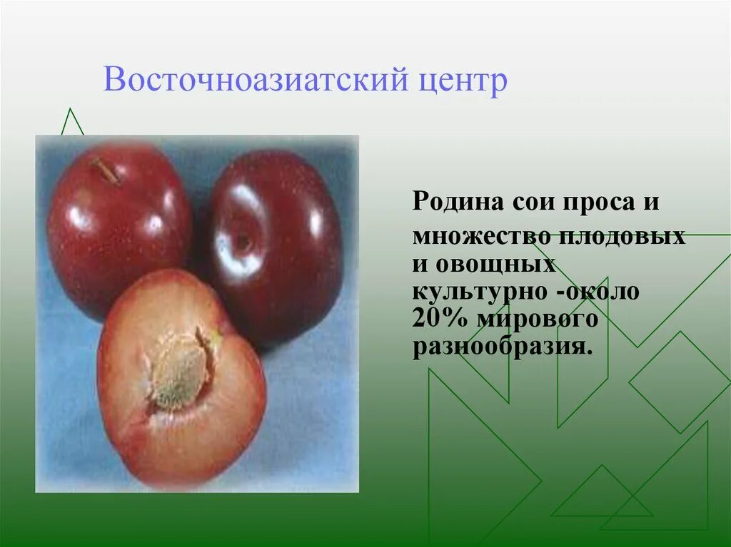 Культурное растение в восточноазиатском. Восточно азиатский центр растения. Восточноазиатский центр происхождения растений. Восточно азиатские культурные растения. Восточноазиатский центр растения.