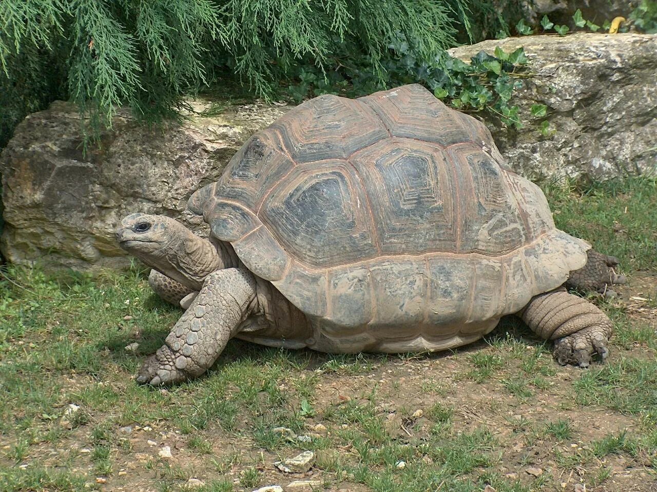 Галапагосская черепаха. Абингдонская слоновая черепаха. Галапагосская гигантская черепаха. Гигантская черепаха Альдабра. Черепахи живут 300