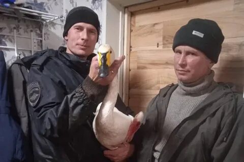 Смотрящий в белом лебеде