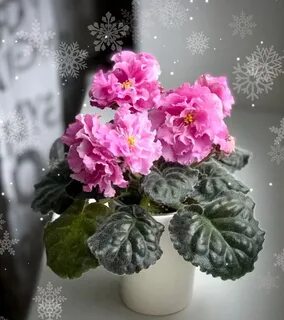 Irish rose