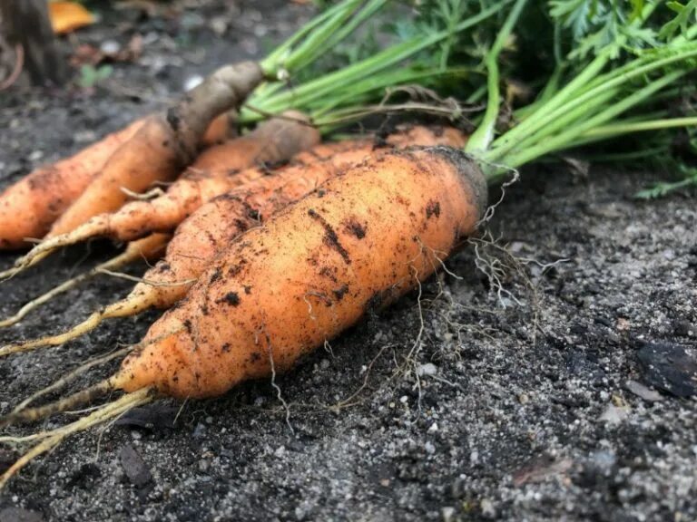 Какие овощи любят золу. Морковь на грядке. Морковь для любой почвы. Зола для моркови. Самая последняя морковка.