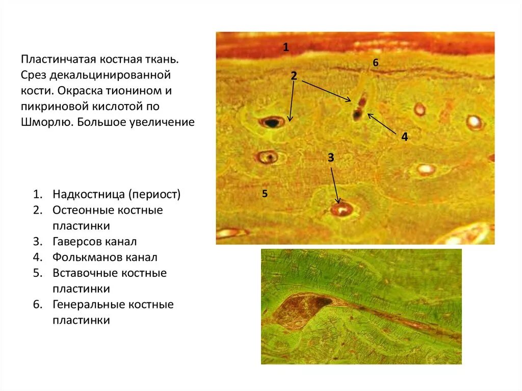 Пластинчатая костная ткань срез декальцинированной кости. Пластинчатая костная ткань периост. Пластинчатая костная ткань продольный срез диафиза трубчатой кости. Пластинчатая костная ткань гистология в продольной разрезе.