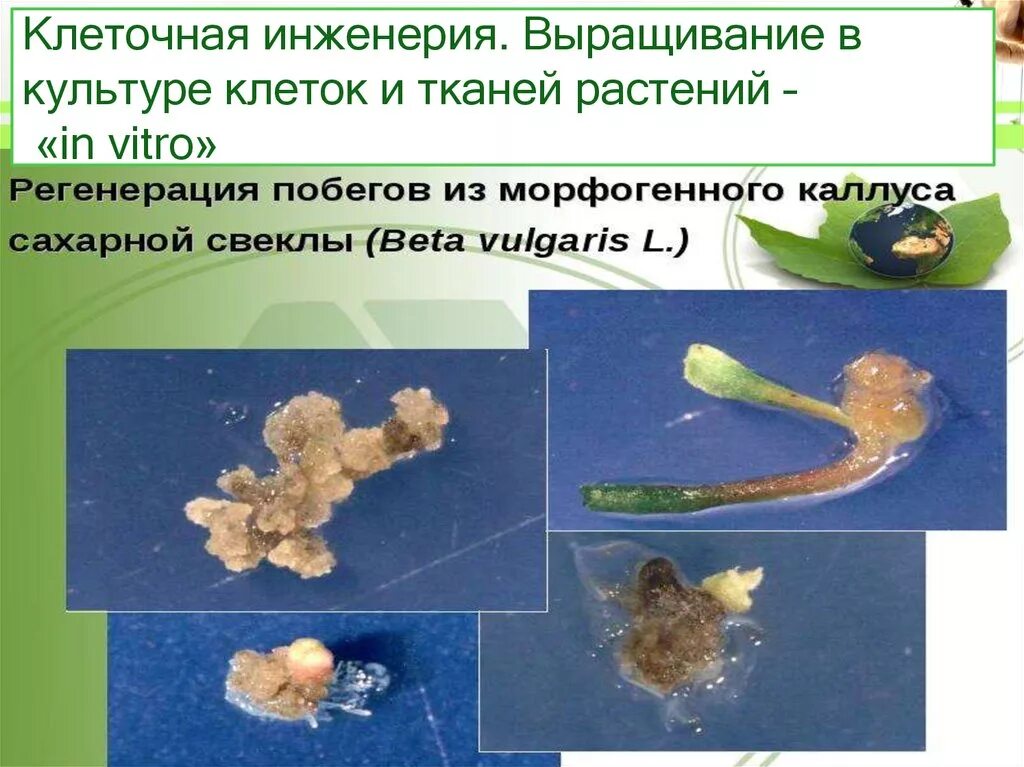 Клеточная инженерия. Клеточная инженерия в биотехнологии. Метод клеточной инженерии в биологии. Клеточная инженерия растений.