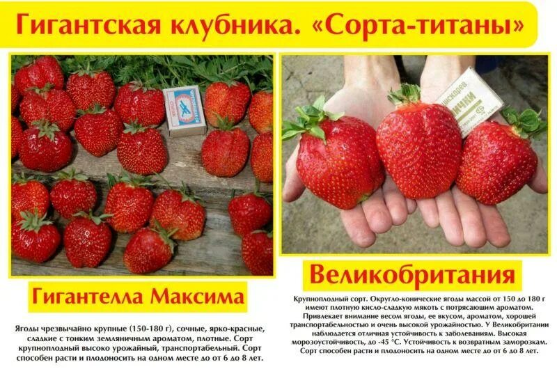 Клубника Гигант Джорнея(крупноплодная) 2879 - Садовод Проскурина