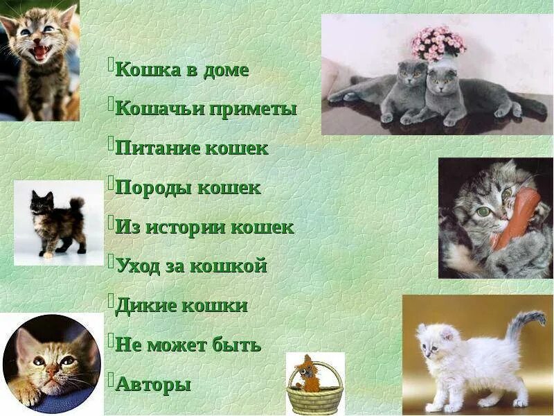 Год кота приметы. Кошачьи приметы. приметы про котов. приметы о котах и кошках. кошки приметы и суеверия.
