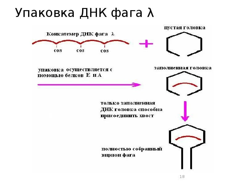 Методы введения днк. Упаковка ДНК фага лямбда в капсиды in vitro. Методы внедрения ДНК В клетку. Способы доставки в клетку генетической информации. Метод рекомбинантных ДНК.