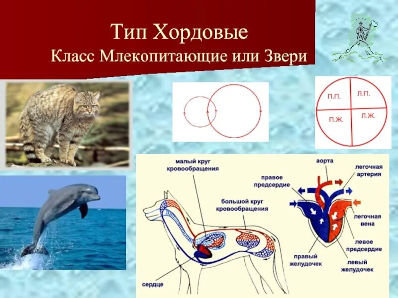 Какая кровь у хордовых. Тип Хордовые класс млекопитающие. Кровеносная система млеко. Кровеносная система хордовых. Кровеносная система млекопитающих.