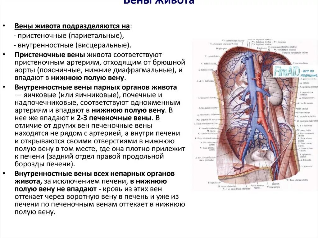 Нижняя полая Вена с висцеральными ветвями. Венозная анатомия нижняя полая Вена. Нижняя полая Вена париетальные притоки. Система нижней полой вены брюшная полость. Сосуд собирающий кровь от органов брюшной полости