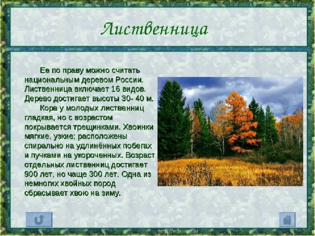 Значение лиственницы кратко