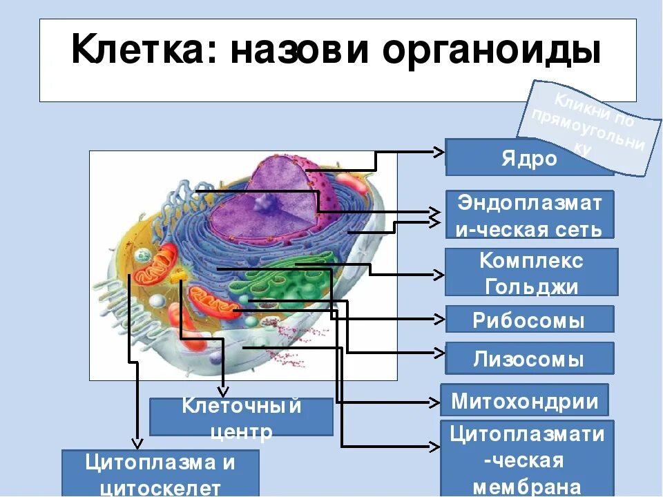 Клетка ядро цитоплазма мембрана. Строение клетки эукариот 10 класс. Строение эукариотической клетки 10 класс. Ядро биология 10 класс органоиды клетки. Органоид клетки ядро функции