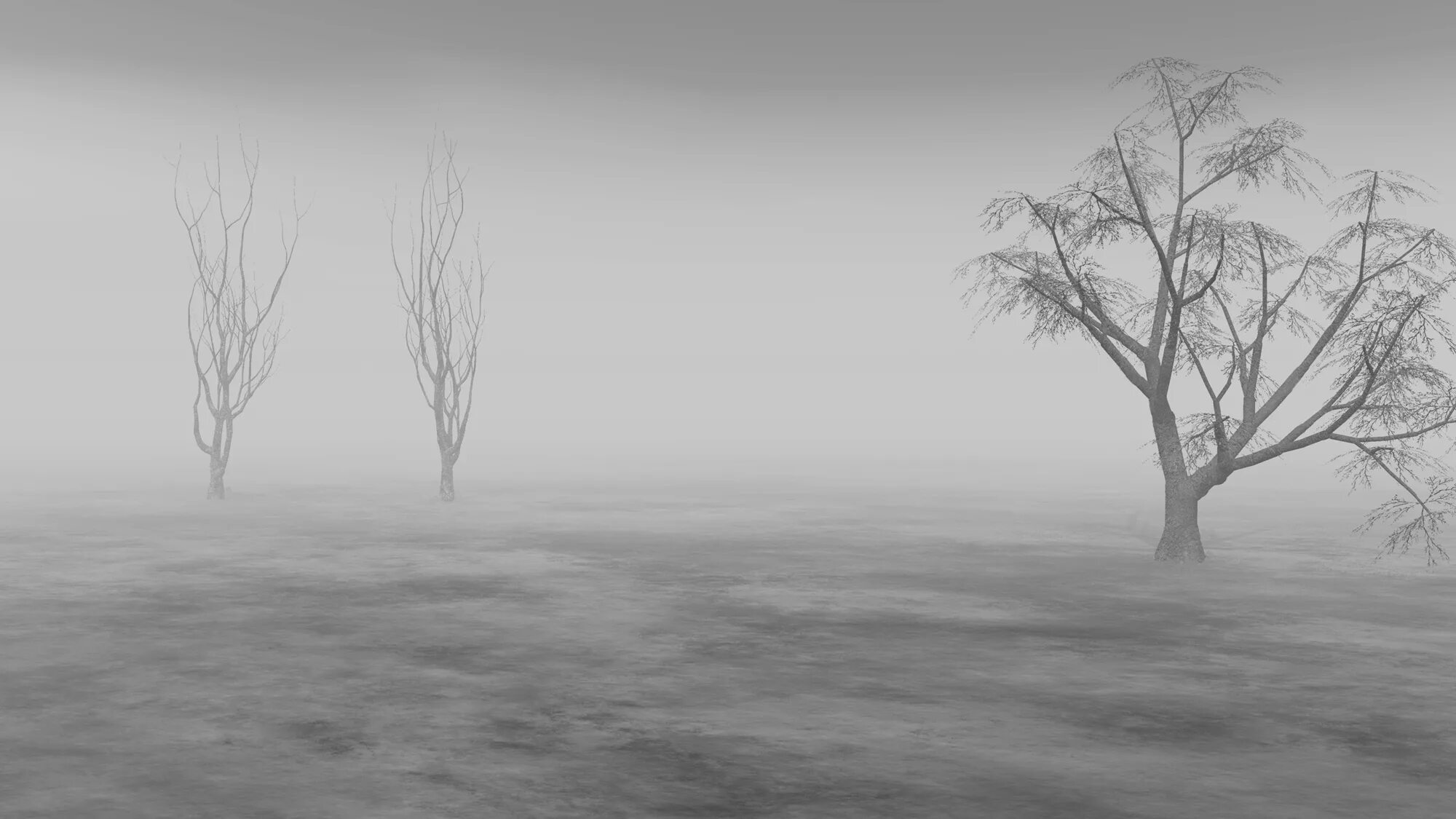 Деревья в тумане. Мрачное дерево. Серое дерево. Серый туман. Почему видео серое
