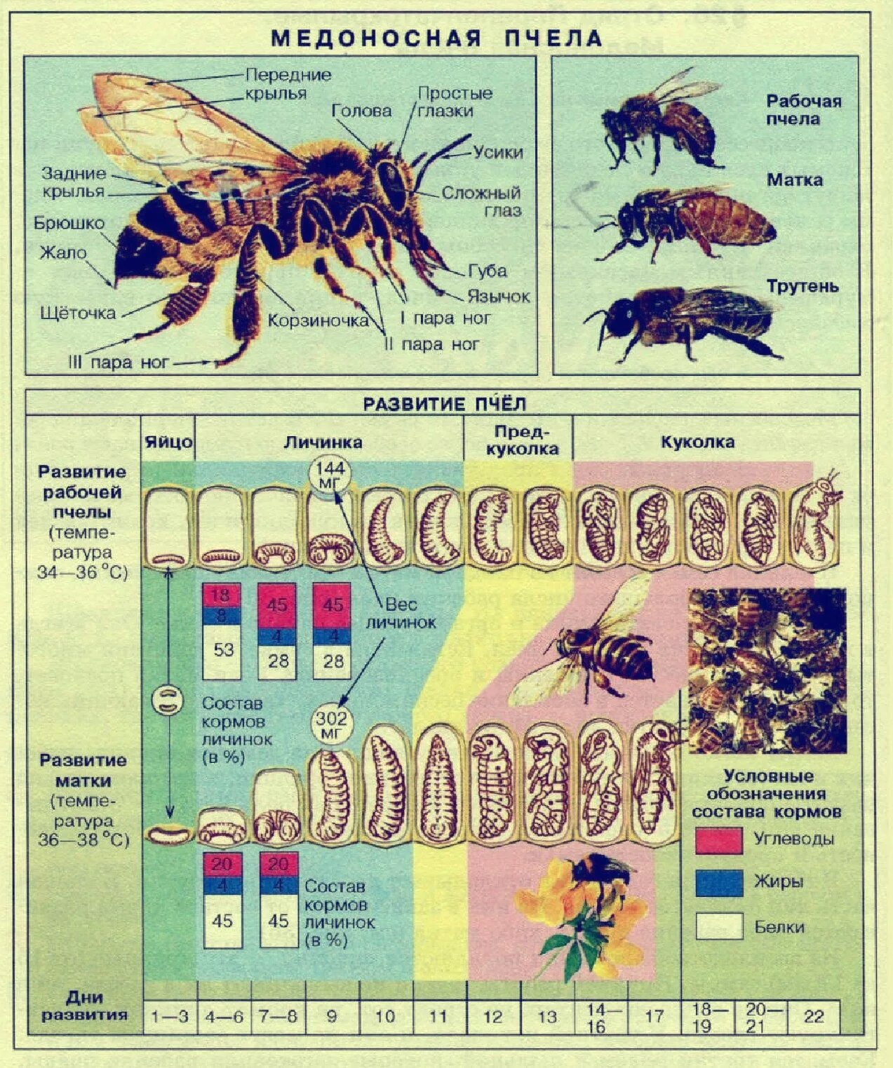 Сколько живет рабочая пчела. Цикл развития матки пчелы. Этапы развития личинки пчелиной матки. Таблица развития личинки пчелы. Стадии развития личинки пчелы.