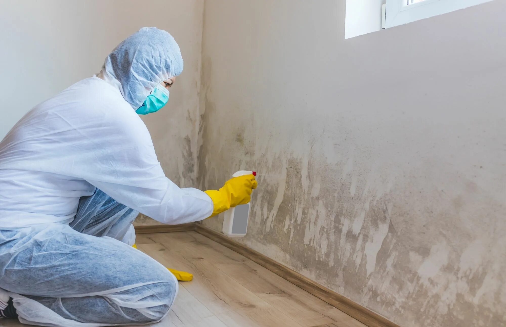 Чем выводят плесень на стенах. Mold Remediation. Mold on the Walls. Уничтожение плесени на стенах. Mold Remediation & Restoration.