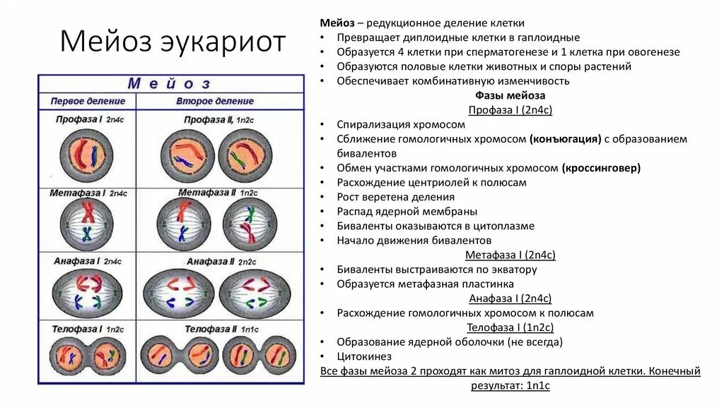 Мейоз происходит в период в процессе. Фазы 1 деления мейоза. фазы мейоза егэ биология. конъюгация деление мейоза. деление клеток 9 класс биология мейоз.