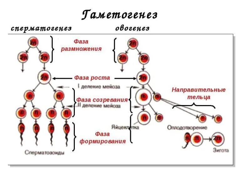 Образование гамет растений происходит в результате. Сперматогенез и овогенез стадии развития. этапы гаметогенеза овогенез сперматогенез. этапы гаметогенеза схема. фазы развития половых клеток.