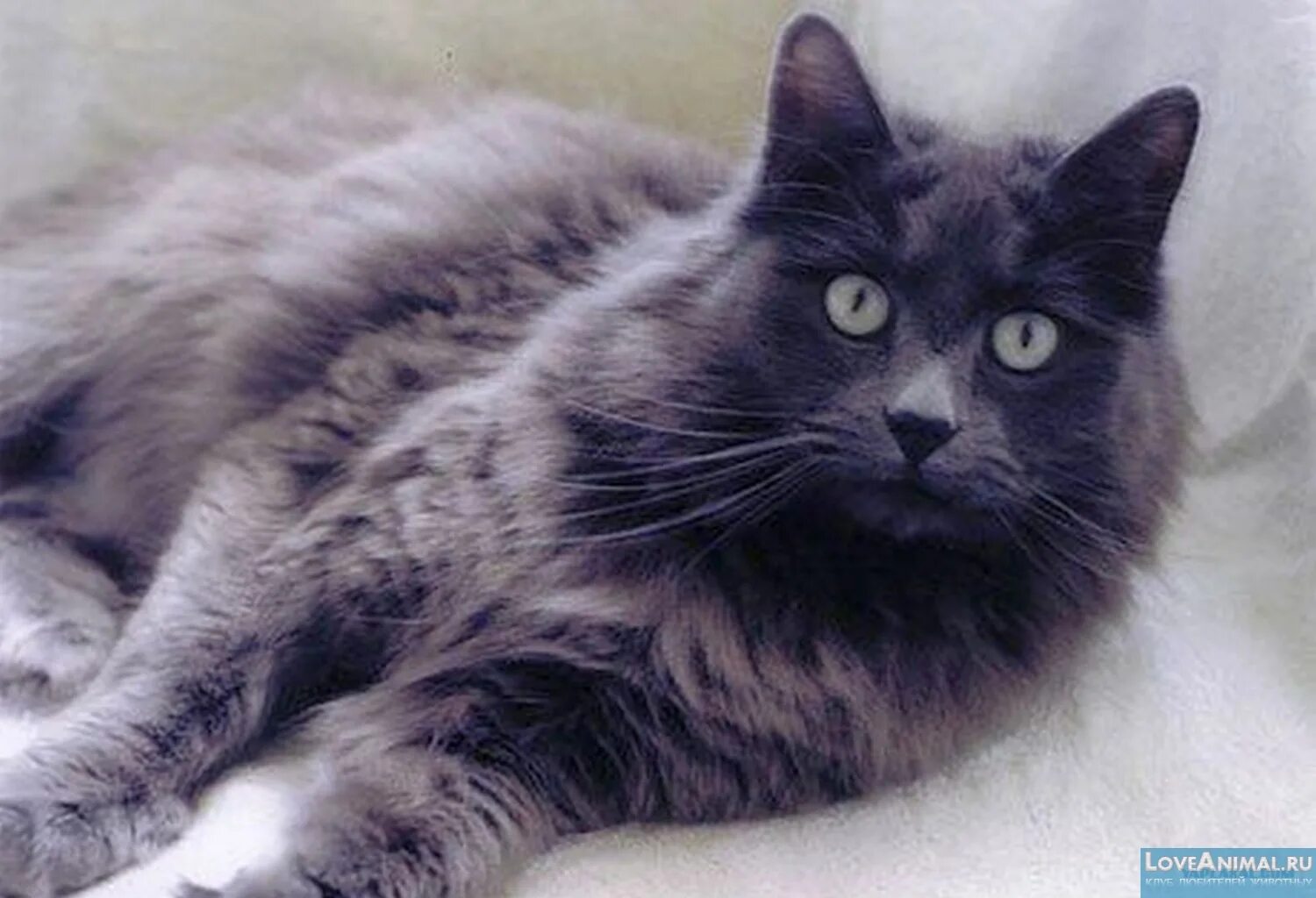 нибелунг (порода кошек). европейская lkbyyjijhcnyfzкошка. голубая пушистая кошка породы. нибелунг кошка. голубая пушистая кошка породы.
