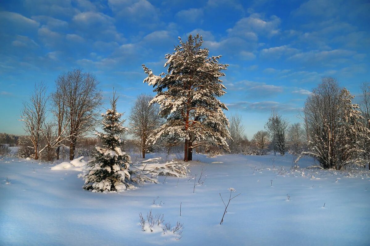 Зима в лесу. Декабрь природа. Красивые зимние пейзажи природы. Январь пейзаж. Каким бывает декабрь