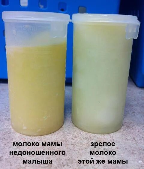 Козье молозиво. Молозиво и молоко. Молозиво вкус. Молозиво вкус. Желтое молозиво густое.