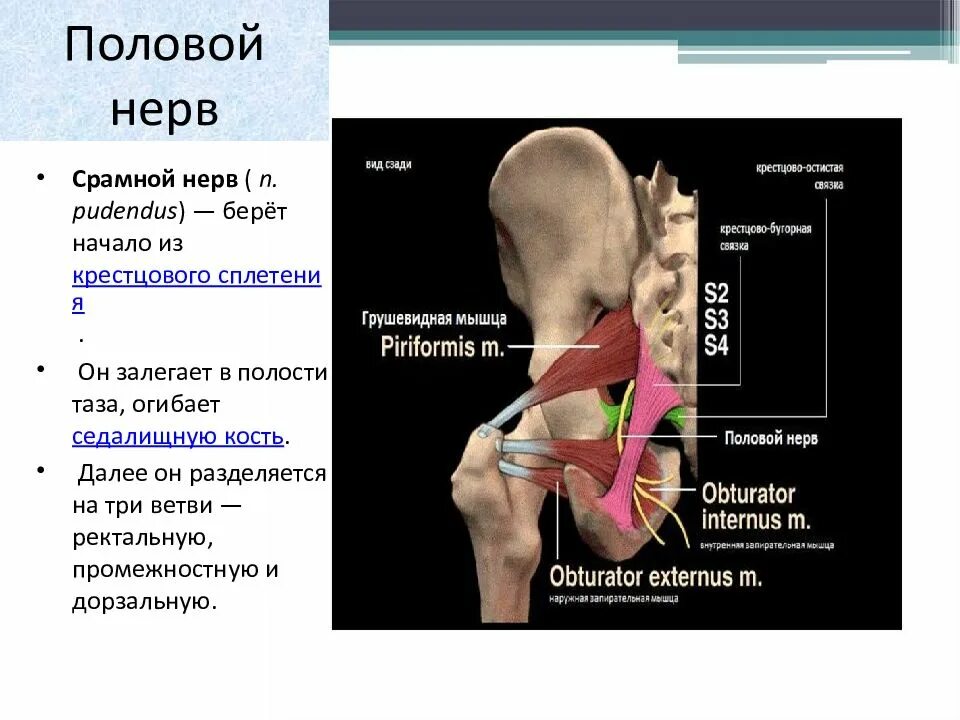 Невропатия полового. Срамной нерв анатомия. Половой нерв анатомия. Ветви полового нерва.