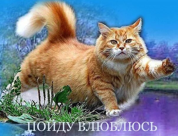 Кошки 9 мая