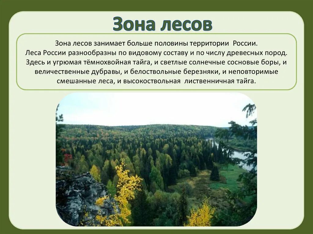 Растительный мир Лесной зоны. Сообщение о зоне лесов. Презентация на тему лес. Растительный мир лесов России.