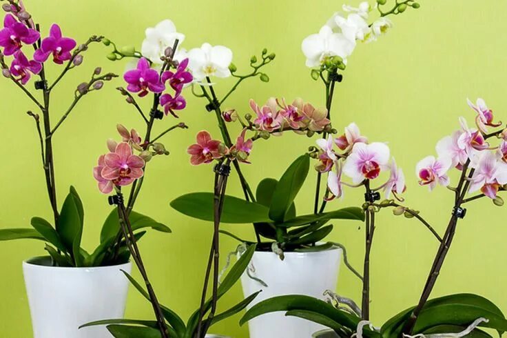 Tipps zur Orchidee Pflege - Wie überdauert die Orchidee länger? Orchid care, Orc