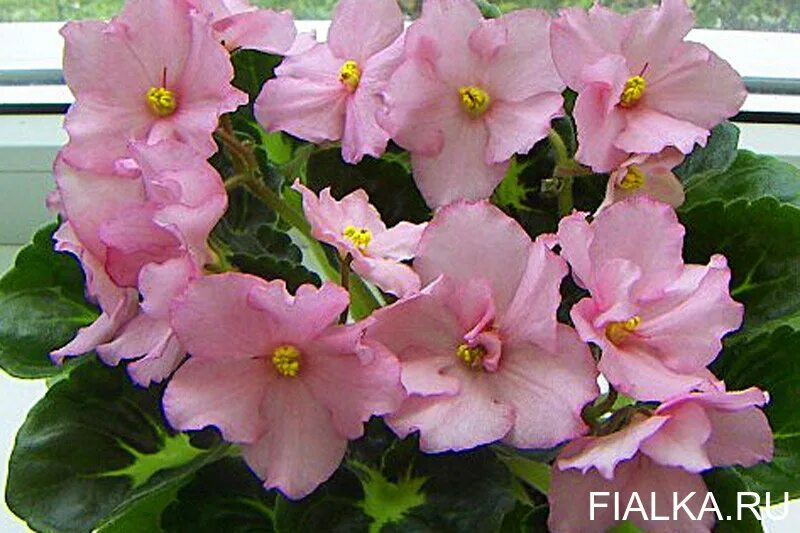 Фиалка ек абрикосовый шифон. Сорт фиалки ав-абрикосовый пломбир. Фиалка абрикосовый. Фиалка абрикосовый сад. Ек-абрикосовый шифон.