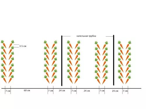На каком расстоянии сажать семена. Схема посадки моркови в открытом грунте. Схема посева моркови ленточный двухстрочный. Кукуруза на капельном орошении схема посадки. Схема посадки сахарной кукурузы под капельное орошение.