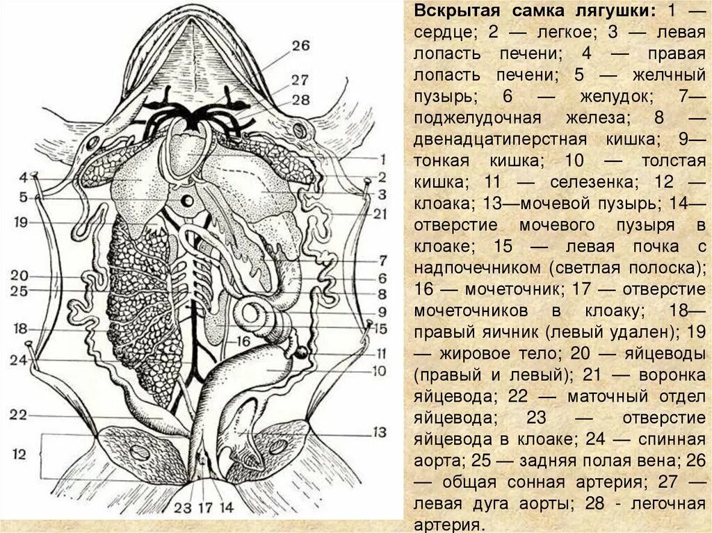 Ротовая полость земноводных