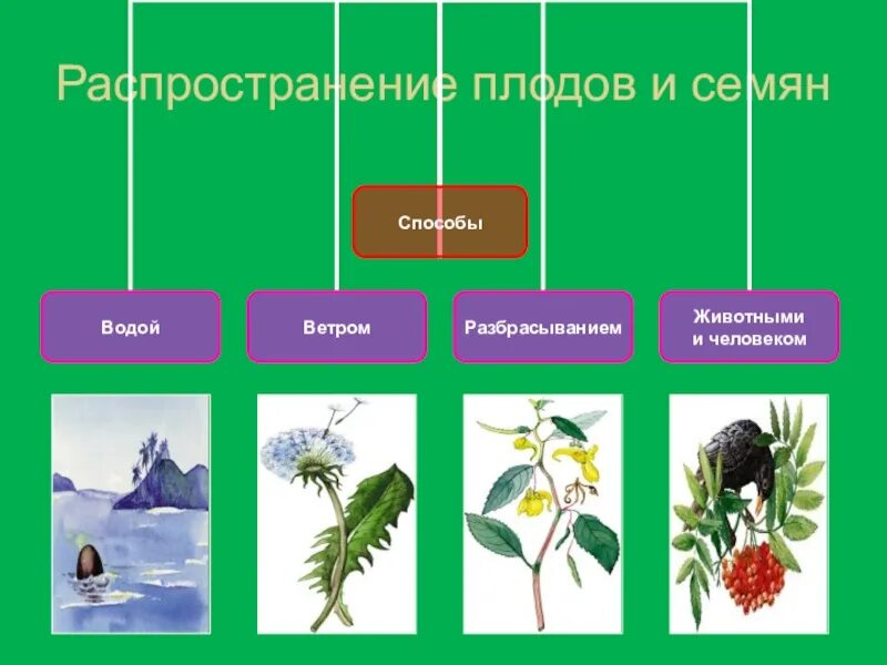 Плоды распространение плодов и семян. Способы распространения растений. Способы распространения семян. Распространение семян у растений. Распространение семян ветром и животными